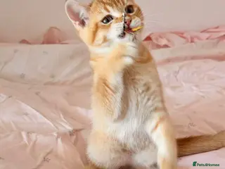 British Shorthair cats Beautiful BSH kitten - Advert 13