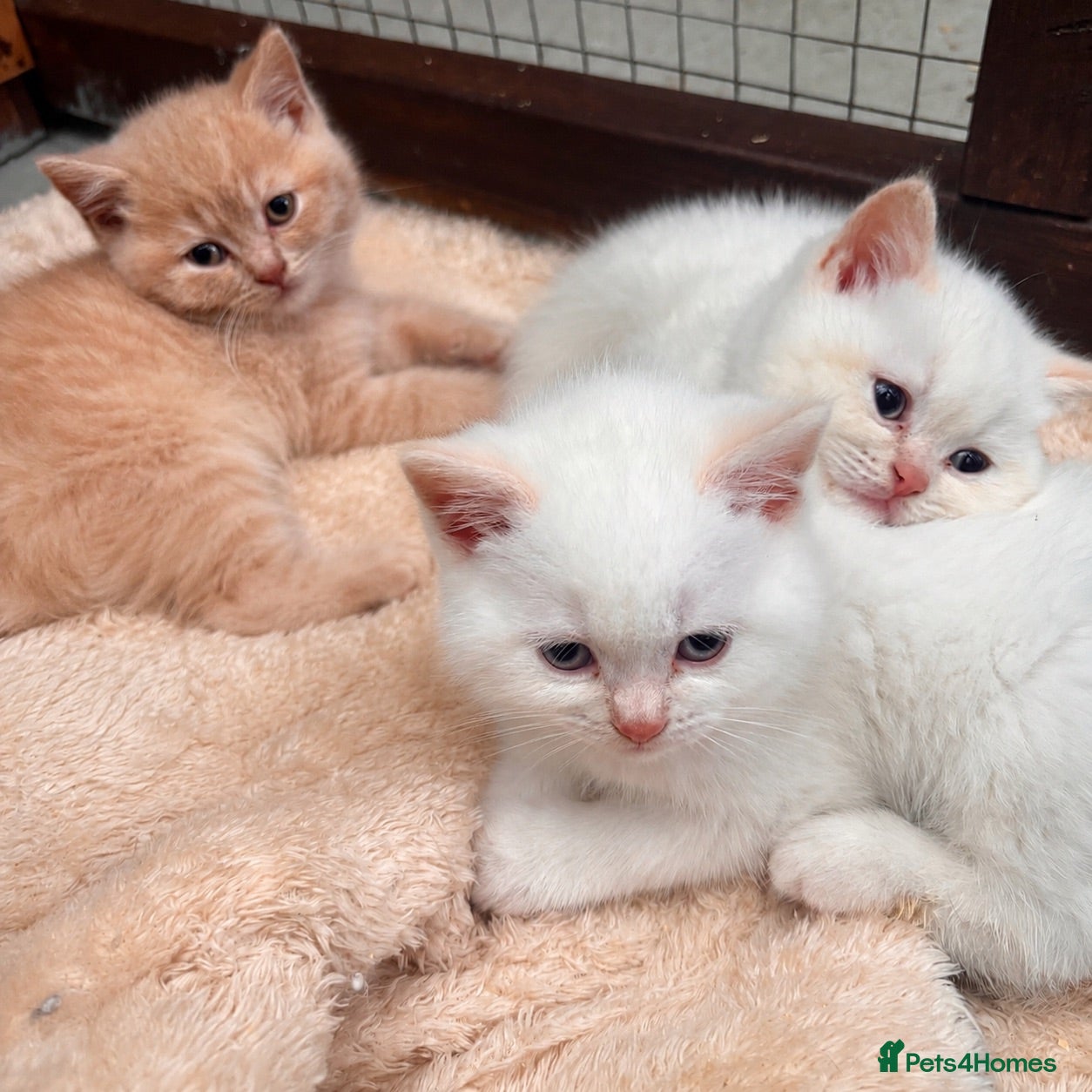 British Shorthair cats GGCF Registered British shorthair male kittens  - Advert 5