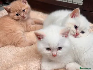 British Shorthair cats GGCF Registered British shorthair male kittens - Advert 5
