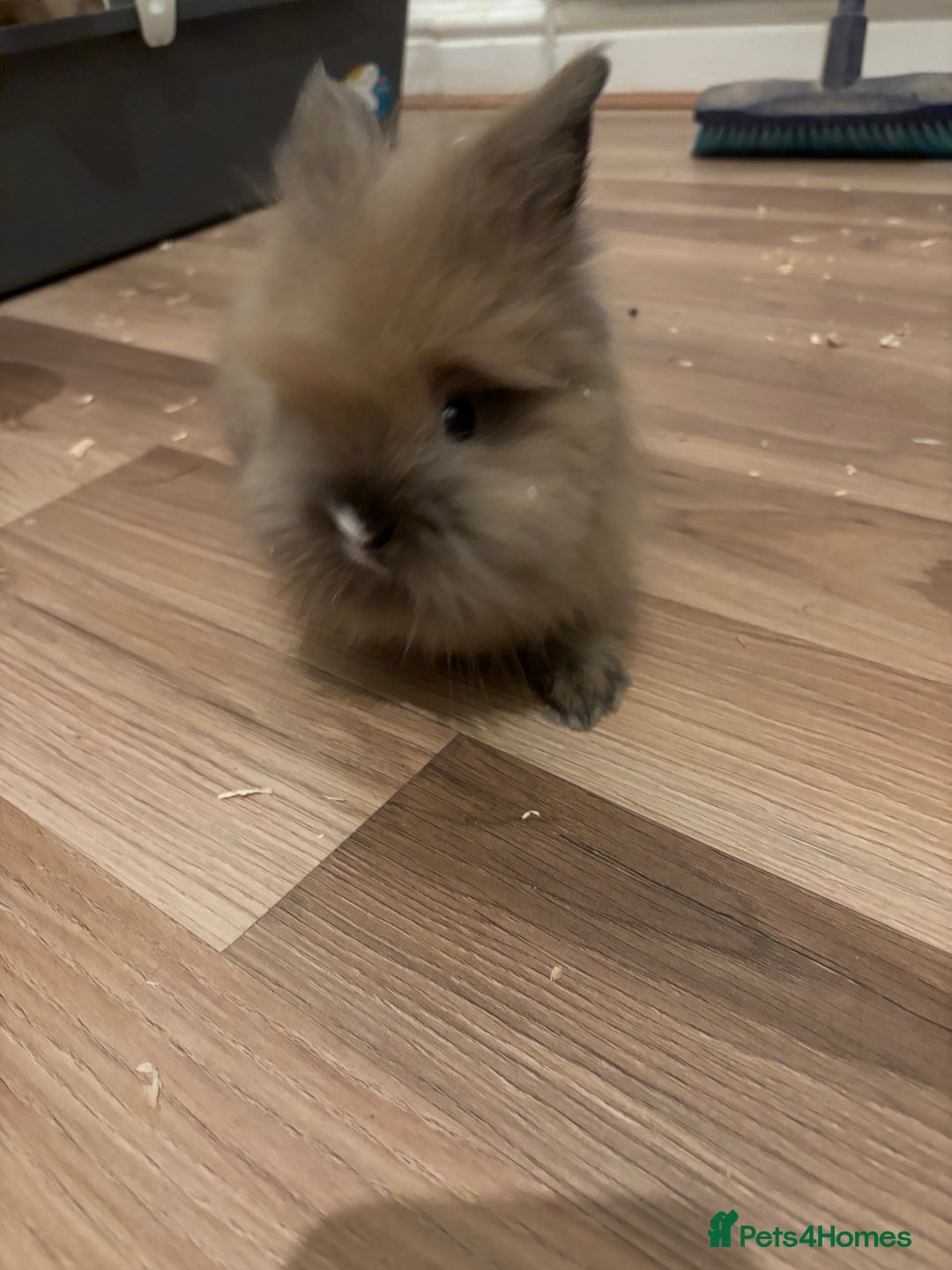 Lionhead rabbits for sale: Baby lionhead rabbits  - Advert 4
