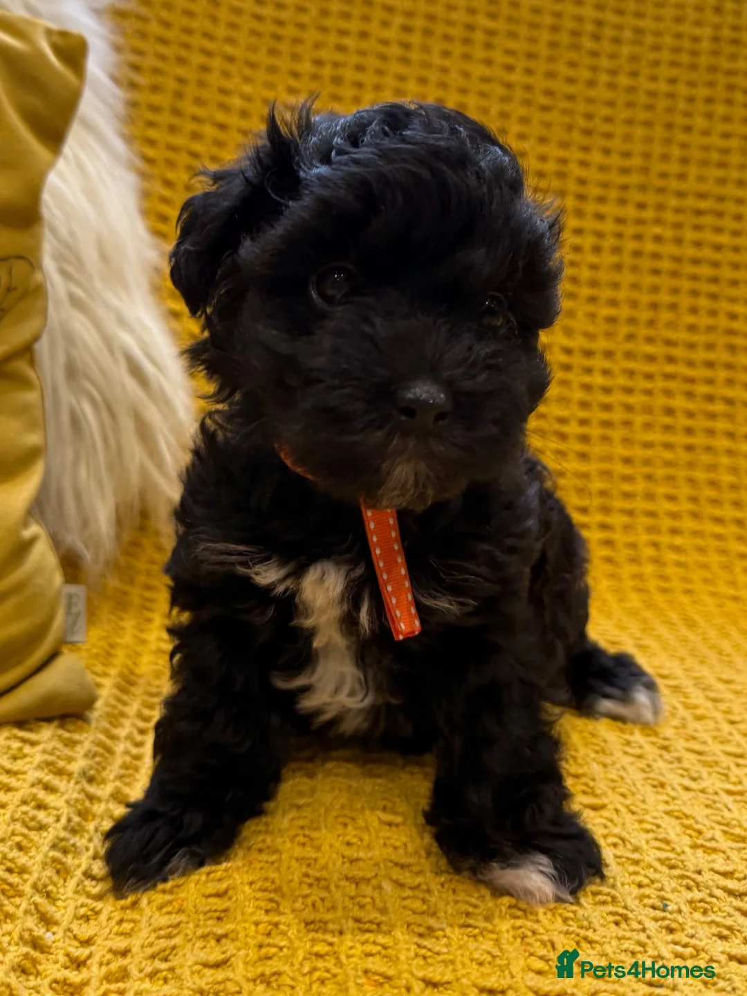 Schnoodle dogs for sale: F1 Toy Mega Coat Schnoodles - Advert 1