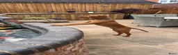 Hungarian Vizsla dogs for sale: Bert Looking For His Forever Home - Advert 1