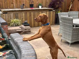 Hungarian Vizsla dogs Bert Looking For His Forever Home - Advert 12