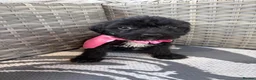 Mixed Breed dogs for sale: Cavajack puppy’s  - Advert 10