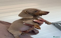 Miniature Dachshund dogs for sale: Mini Dachshund puppies for sale  - Image 6