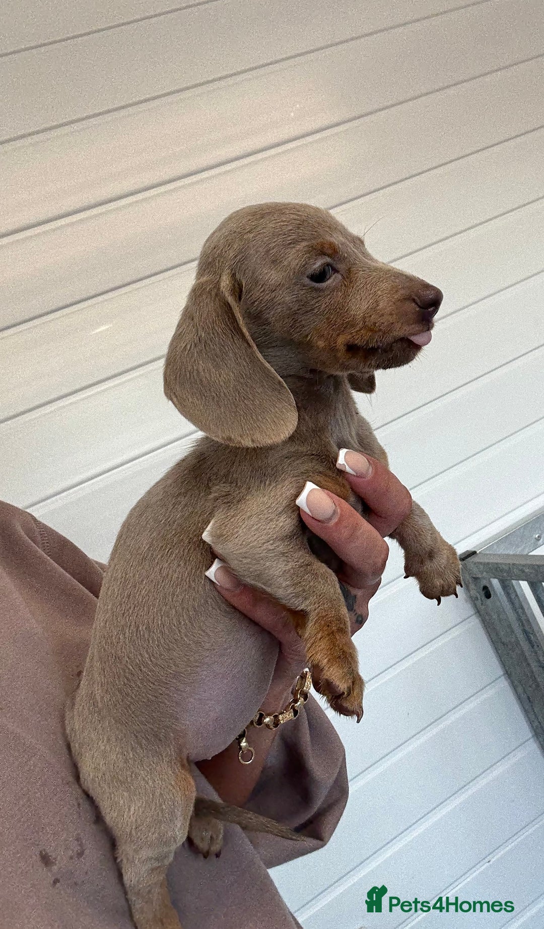 Miniature Dachshund dogs for sale: Mini Dachshund puppies for sale  - Image 6