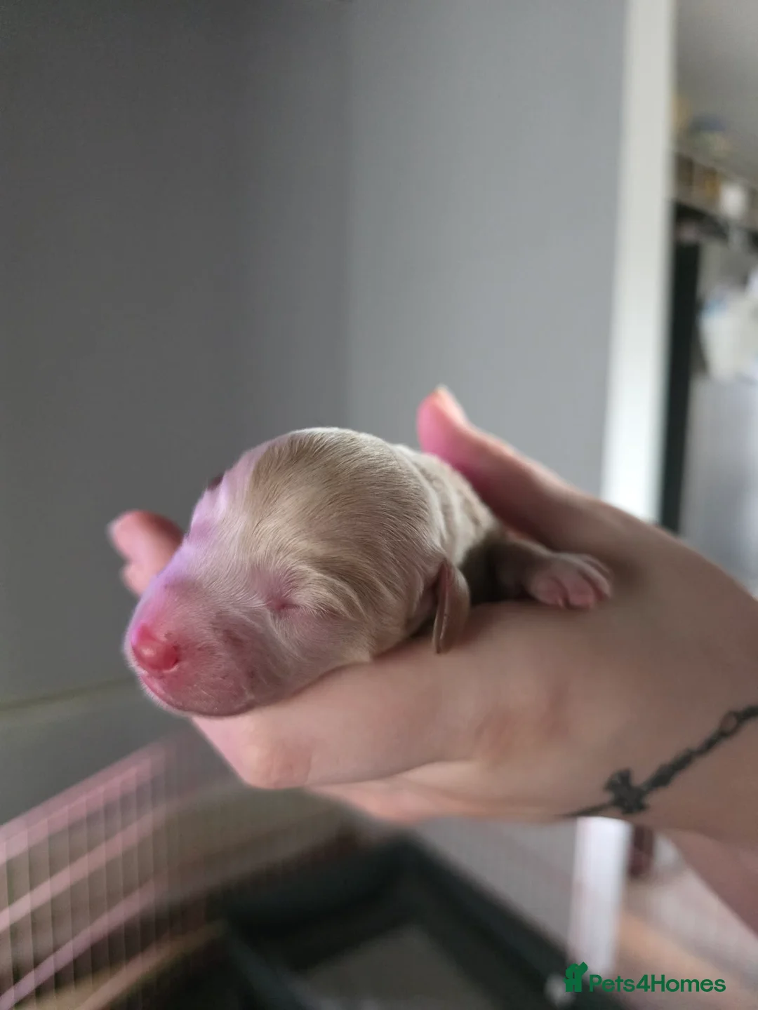 Bordoodle dogs for sale: F1b Miniature Bordoodle  - Advert 7