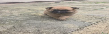 Pomeranian 2