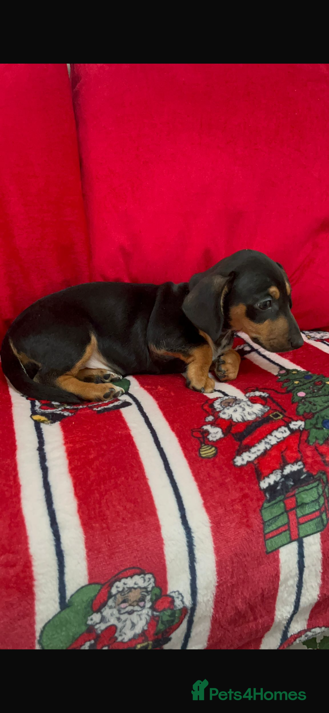 Dachshund dogs for sale: Lovely Dauchound  - Advert 2