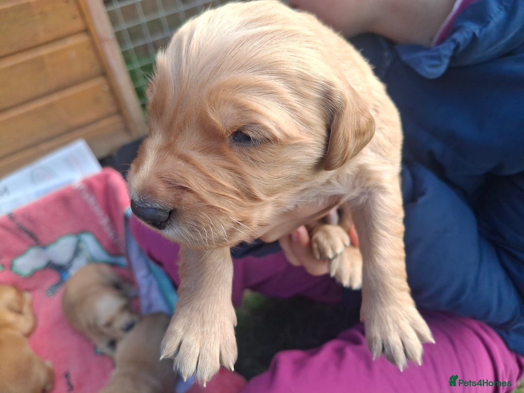 Golden Retriever dogs for sale: Working golden retriever puppies  - Image 21
