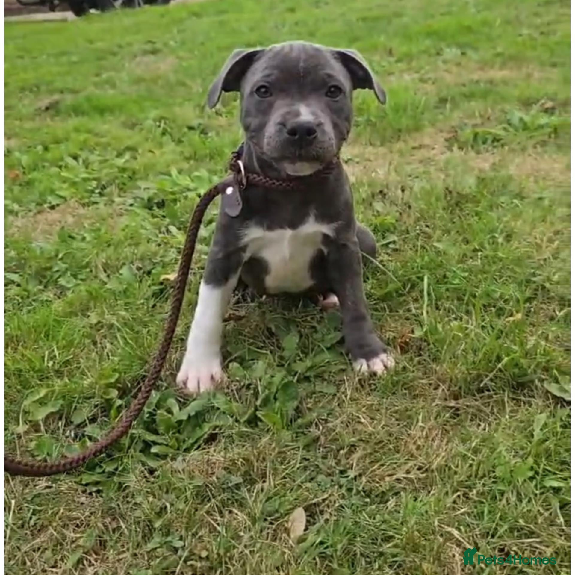 Staffordshire Bull Terrier dogs Valglo Sired, KC Reg, BVA Eye Tested, HC L2 Clear - Advert 1