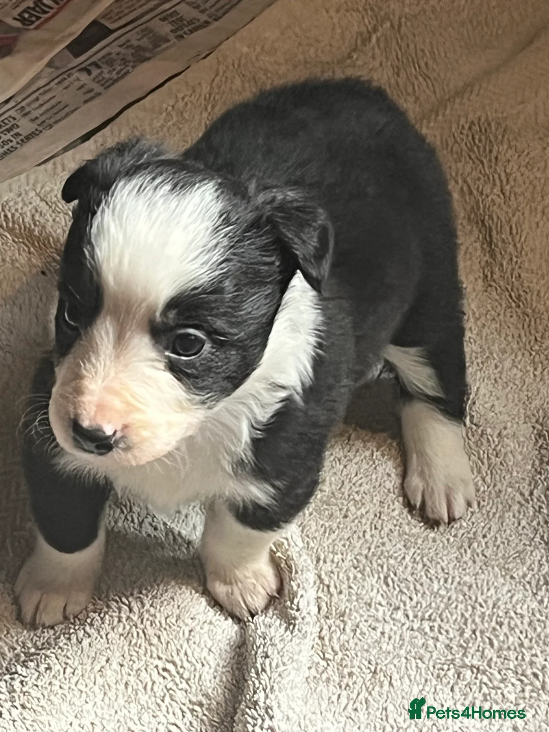 Border Collie dogs for sale: Border collie puppies, excellent litter!!  - Advert 22