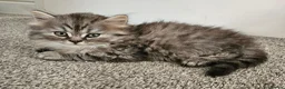 Scottish Fold cats for sale: Adorable Scottish Fold Straight Ear Tabby Kittens - Advert 9