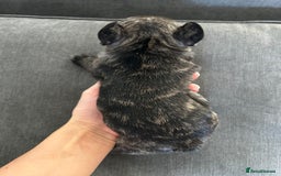 French Bulldog dogs for sale: FrenchAngels 👼🏼🐾 - Image 17