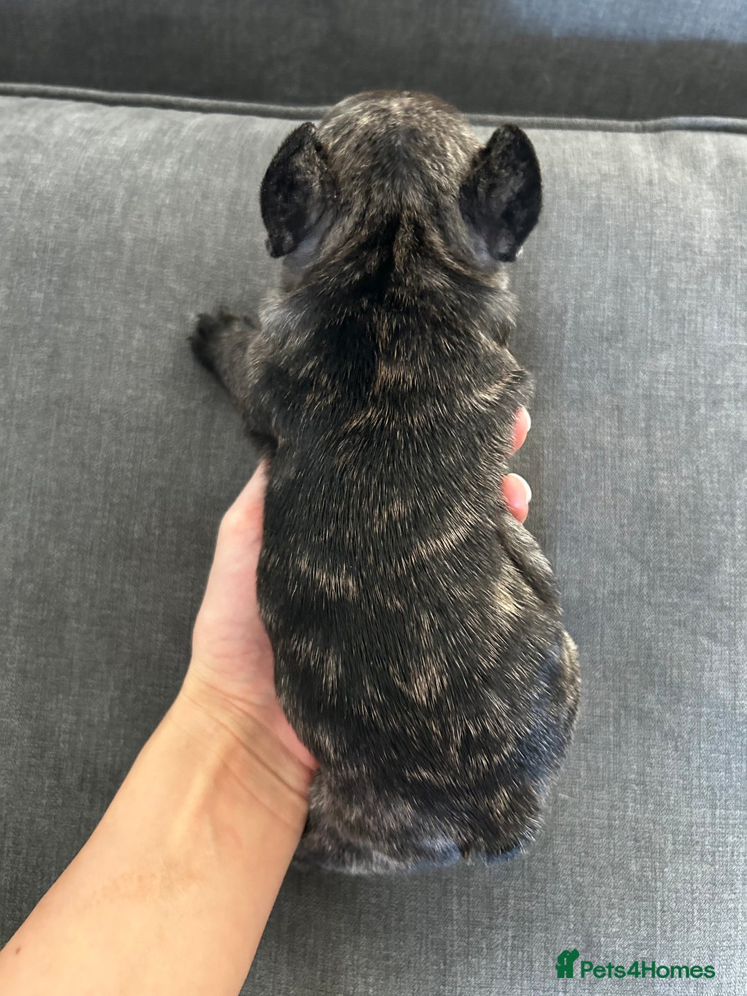 French Bulldog dogs for sale: FrenchAngels 👼🏼🐾 - Image 17