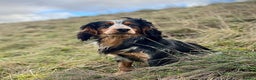 Cocker Spaniel dogs for stud: Blue roan and tan cocker stud dog in Frome - Advert 8