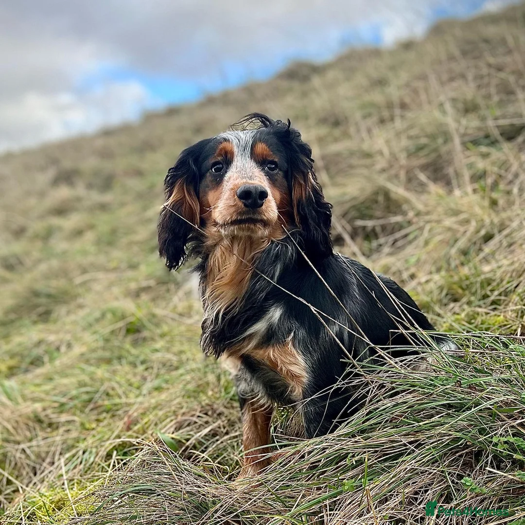 Cocker Spaniel dogs for stud: Blue roan and tan cocker stud dog in Frome - Advert 8