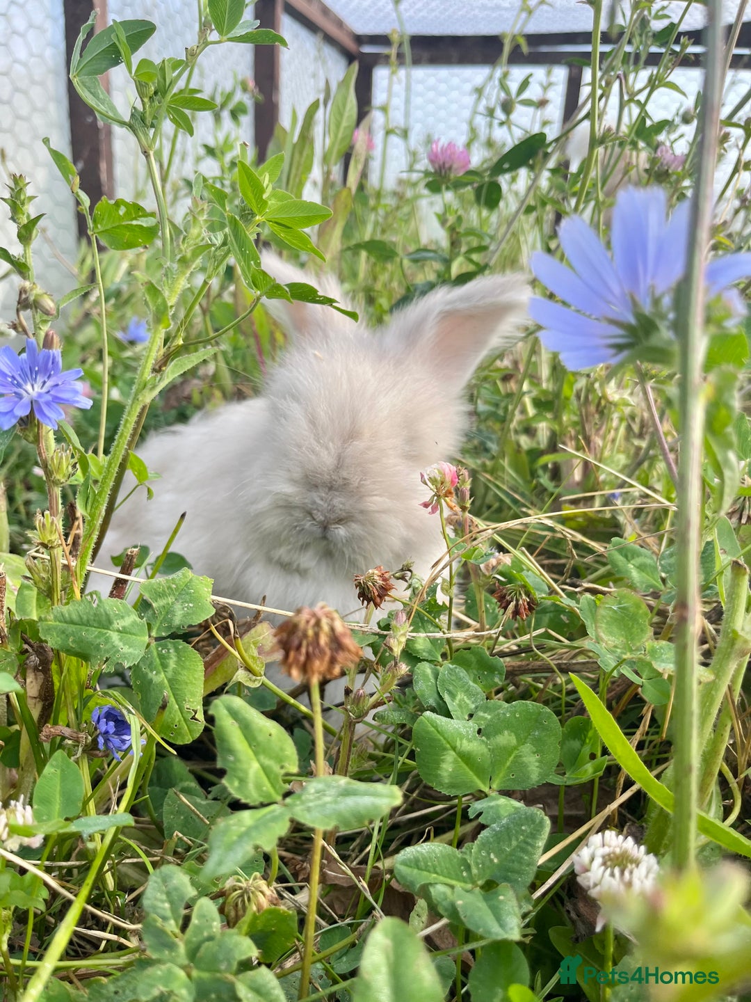Angora rabbits for sale: Pedigree Full Faced & Maxi Faced English Angoras - Image 28