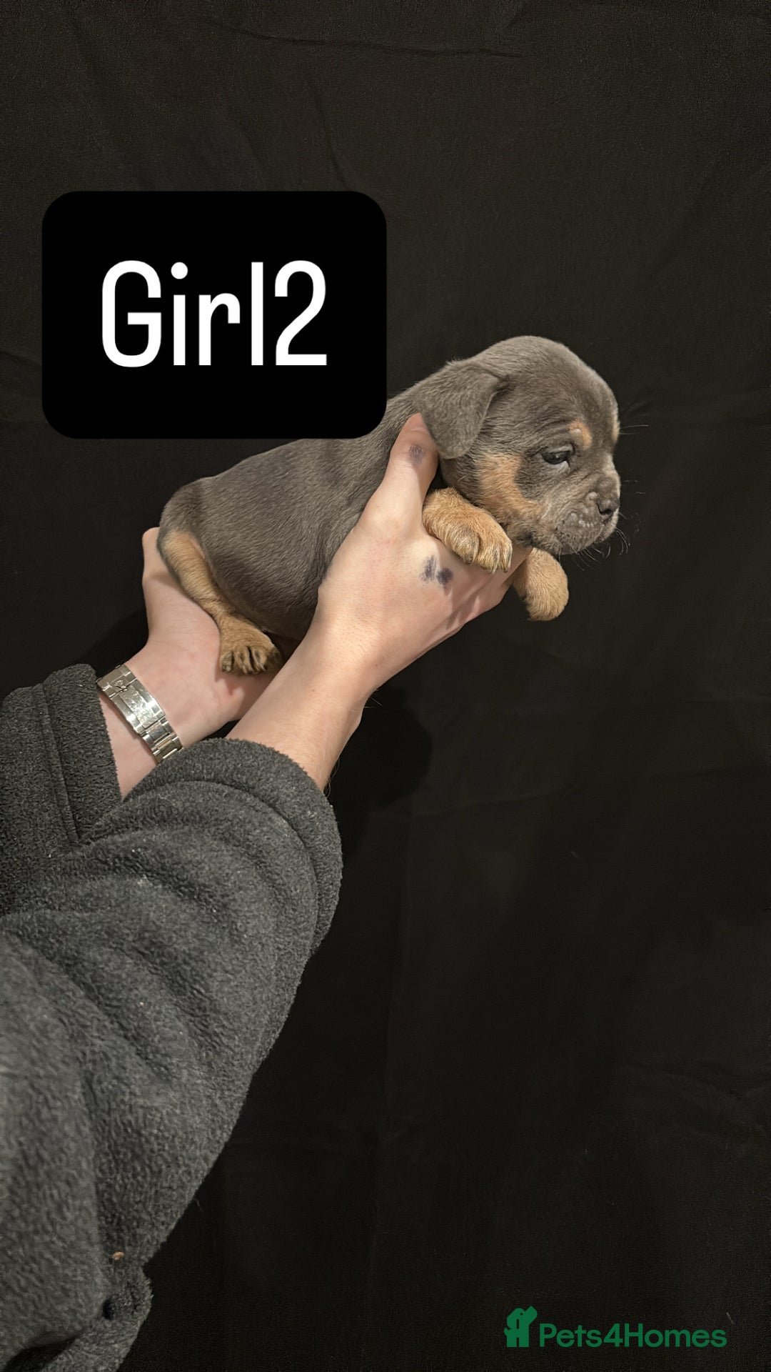 American Bulldog dogs for sale: Pocket bully’s  - Advert 9