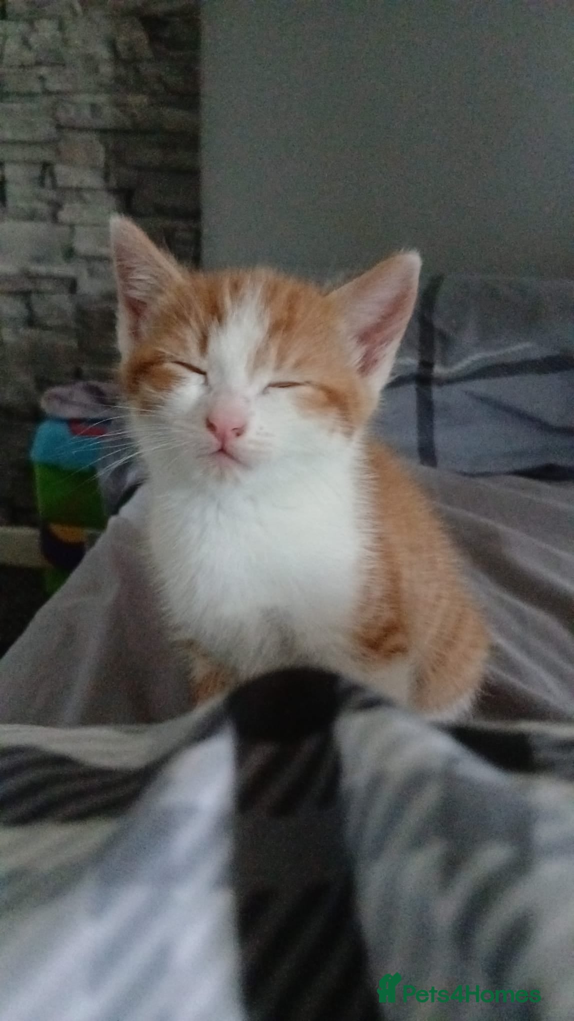 Mixed Breed cats for sale: 4 beautiful kittens ready for new homes. - Advert 8