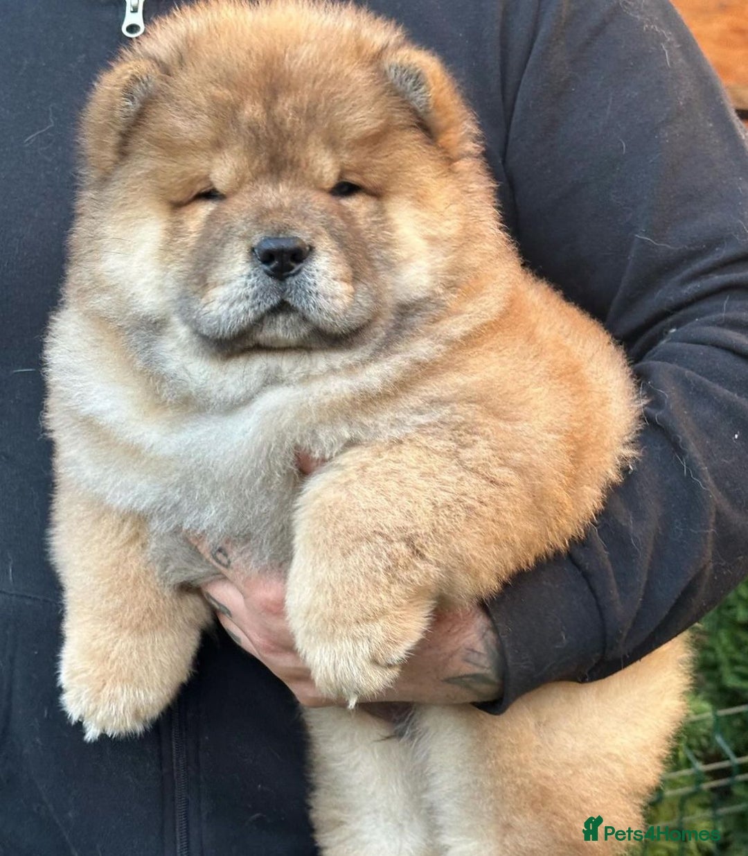 Chow Chow dogs for sale: Kc Registered Chow Chow Pups - Image 11