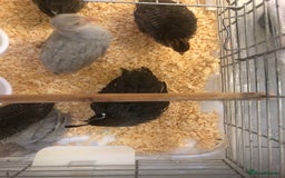 Guinea Fowl poultry for sale: 5 baby Guinea fowls and 1 Californian quail - Image 4