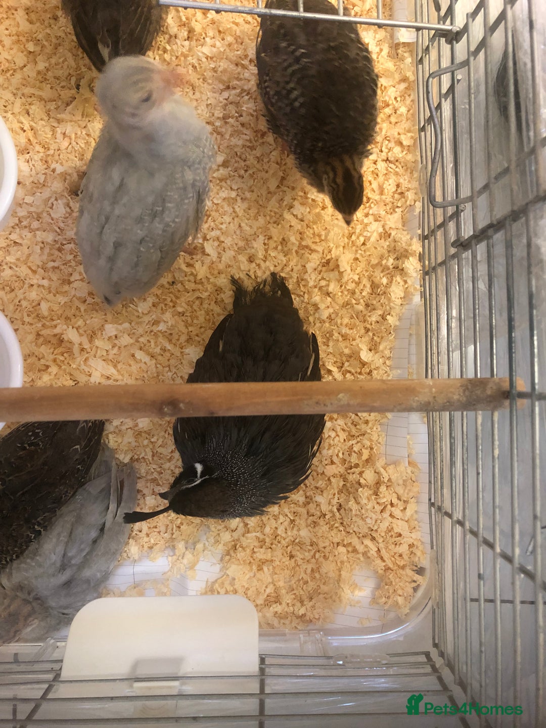 Guinea Fowl poultry for sale: 5 baby Guinea fowls and 1 Californian quail - Image 4