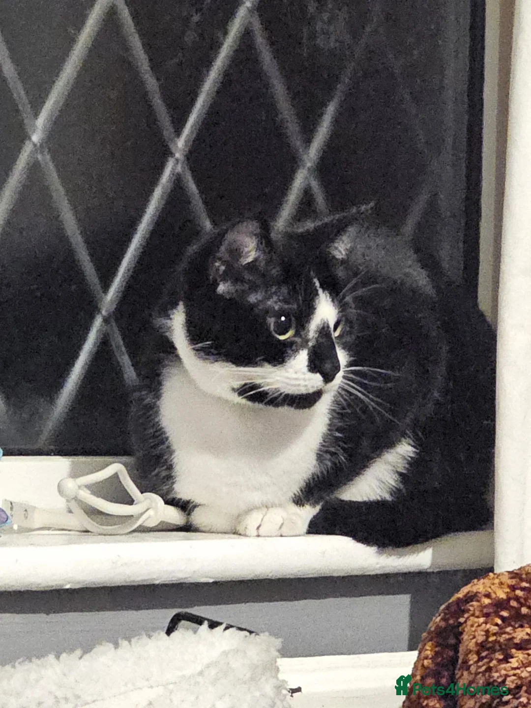 Mixed Breed cats for sale: * Free to good home*  Female Cat - Advert 2
