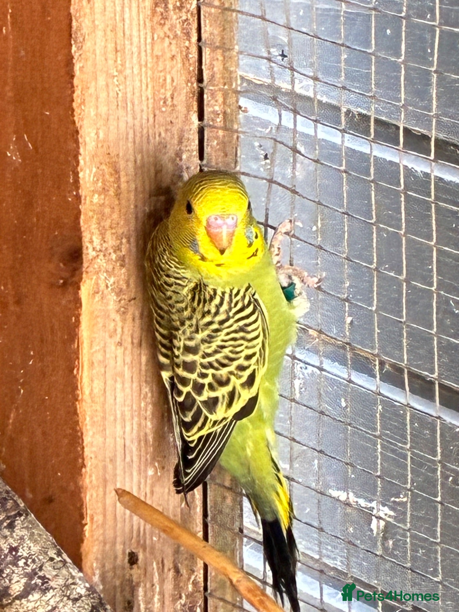 Budgerigars birds Aviary-bred Budgies’s  - Advert 2
