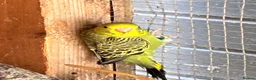Budgerigars birds for sale: Aviary-bred Budgies’s  - Advert 2