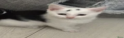 Domestic Shorthair cats for adoption: Affectionate Kittens - Adopt Cats in Crisis ELdn - Advert 6