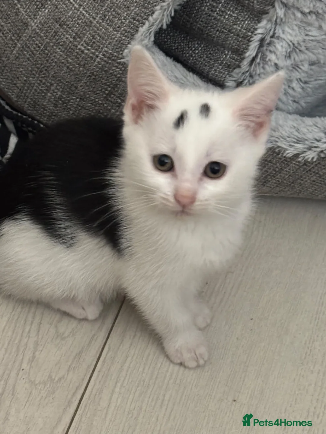 Domestic Shorthair cats for adoption: Affectionate Kittens - Adopt Cats in Crisis ELdn - Advert 6