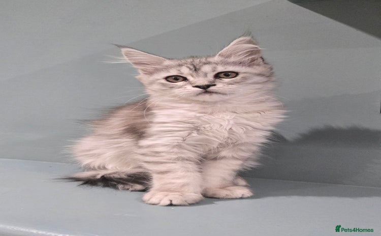 Maine Coon cats - Advert 1