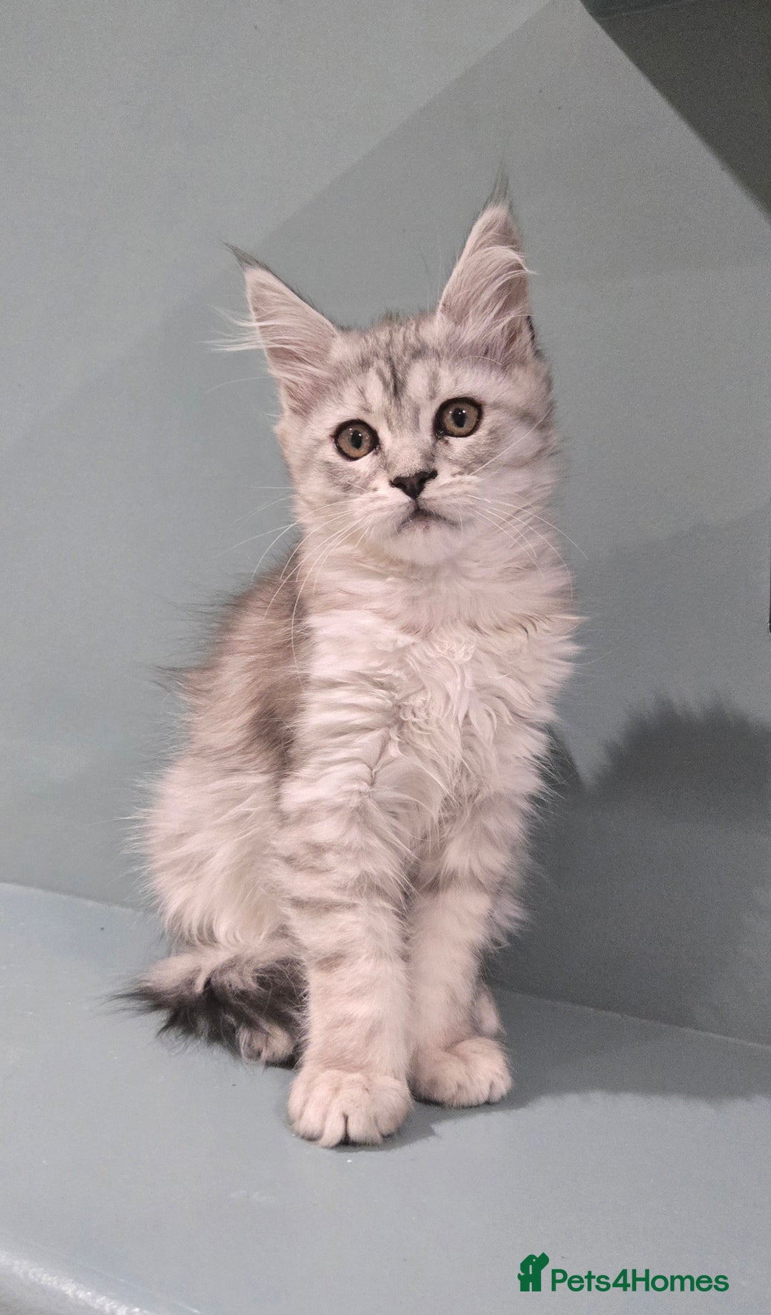 Maine Coon cats for sale: 1 GCCF Registered Female  - Image 1