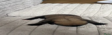Cane Corso 5