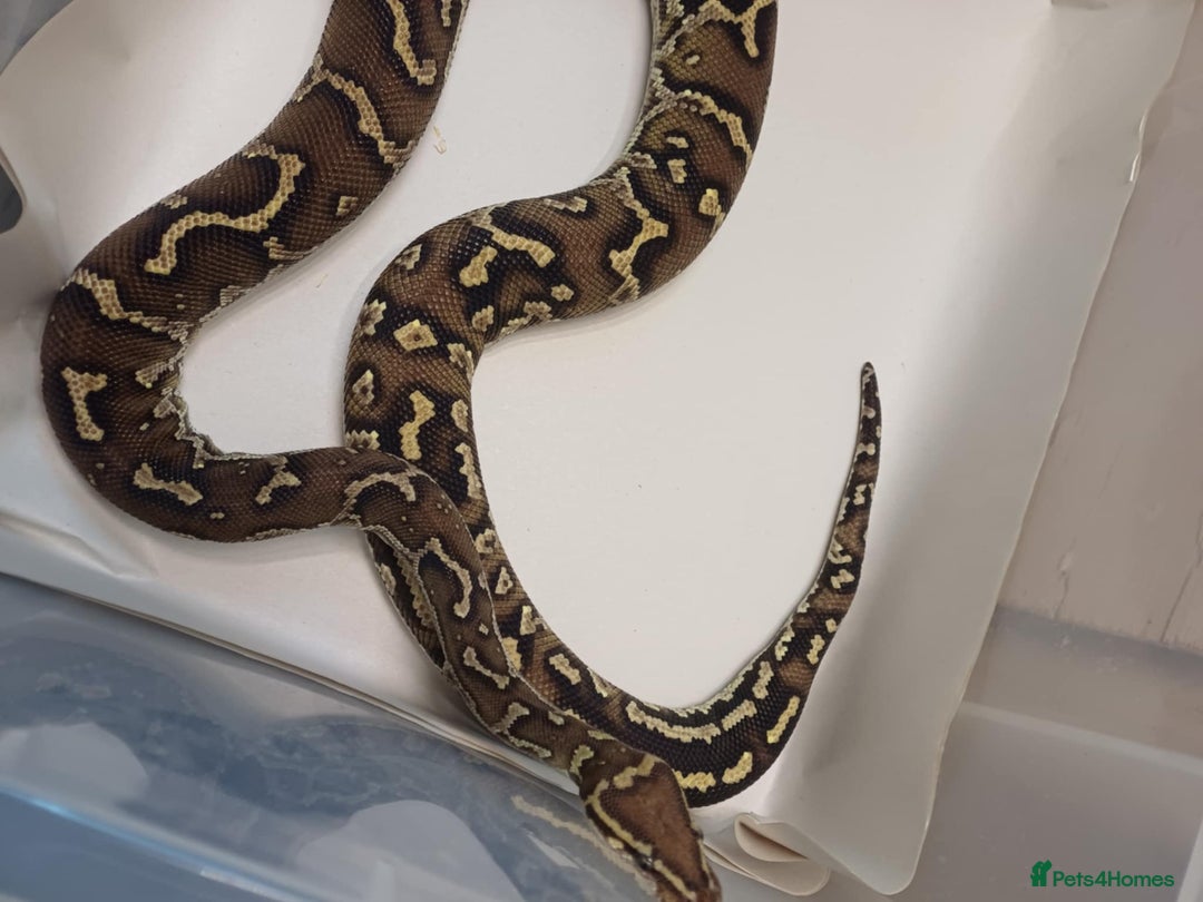 Python Snake reptiles for sale: CB22 PAIR OF ANGOLAN PYTHONS  - Image 5