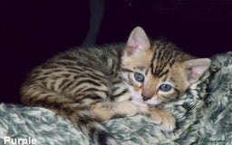 Bengal cats for sale: Bengal beautiful kittens - Image 1