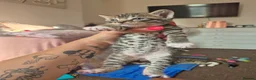 Mixed Breed cats for sale: Tabby boys - Advert 5