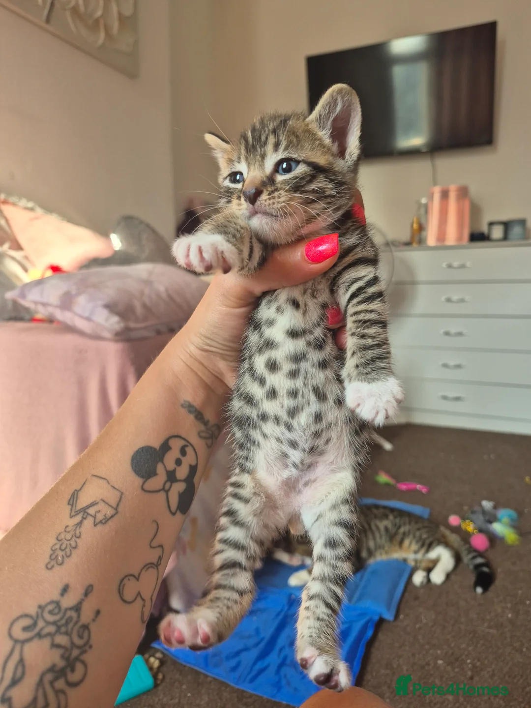 Mixed Breed cats for sale: Tabby boys - Advert 5