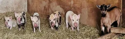 Pig livestock for sale: Mini Pigs  - Advert 4