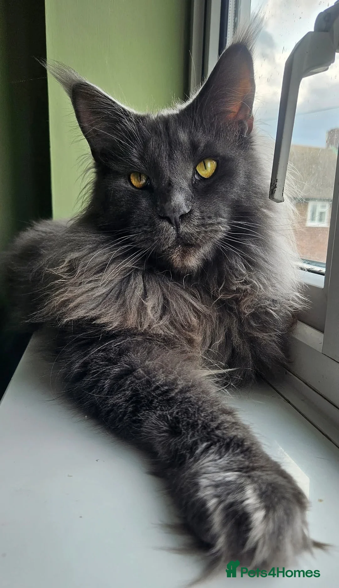 Maine Coon cats for sale: Blue Male and Blue Smoke Female - Advert 2