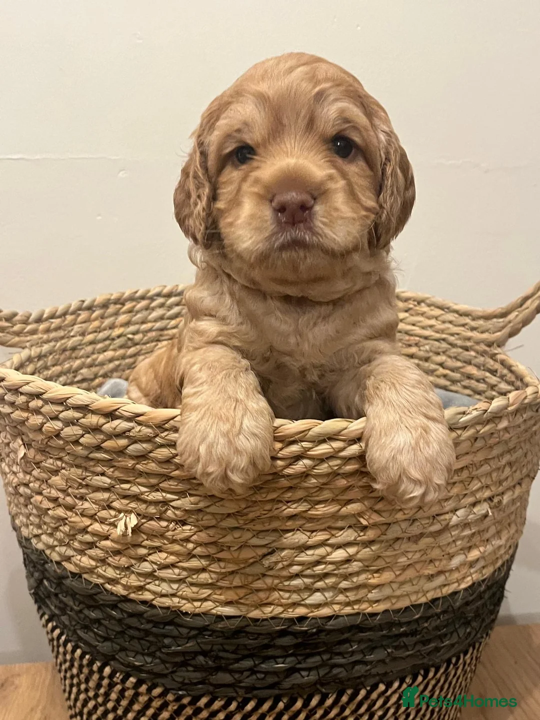 Cockapoo dogs for sale: Beautiful Apricot F1B Cockapoo Puppies  - Advert 11