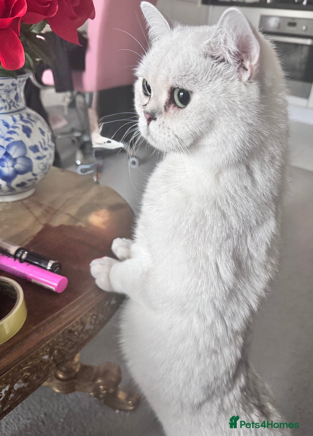 British Shorthair cats for sale: Silverback British Shorthair - Prince - Image 1