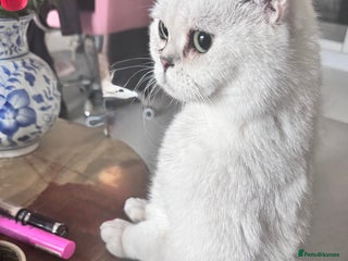 British Shorthair cats Silverback British Shorthair - Prince - Advert 15