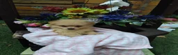 Pomeranian dogs for sale: Stunning palmeranian puppies for sale 8 weeks old. - Advert 10