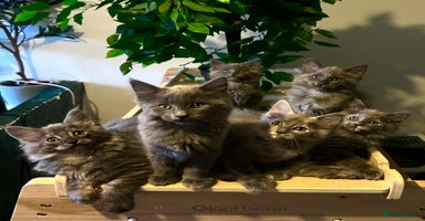 Maine Coon cats - Advert 3