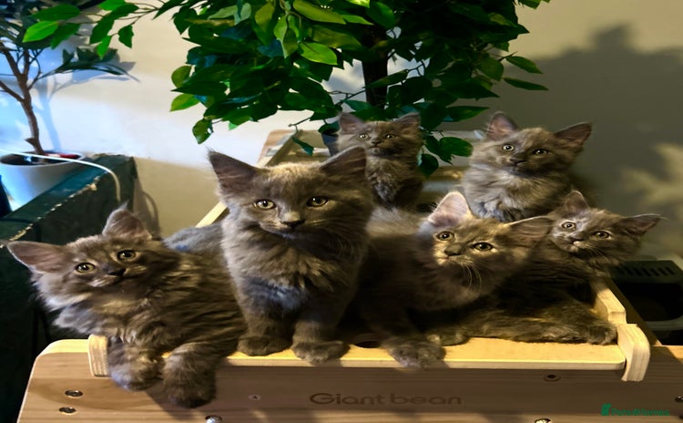 Maine Coon cats - Advert 4