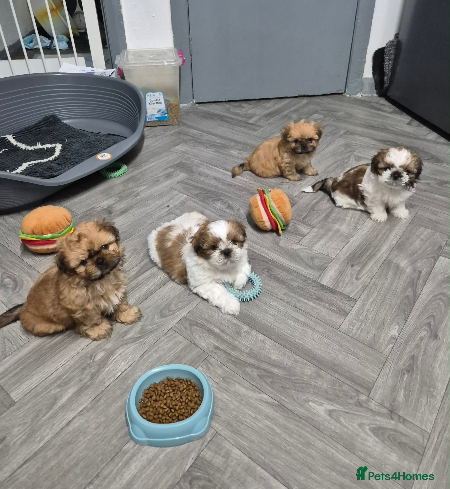 Shih Tzu dogs 4 (2 RESERVED) Imperial ShihTzu Pup for Sale - Advert 9