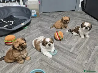 Shih Tzu dogs 4 (2 RESERVED) Imperial ShihTzu Pup for Sale - Advert 4