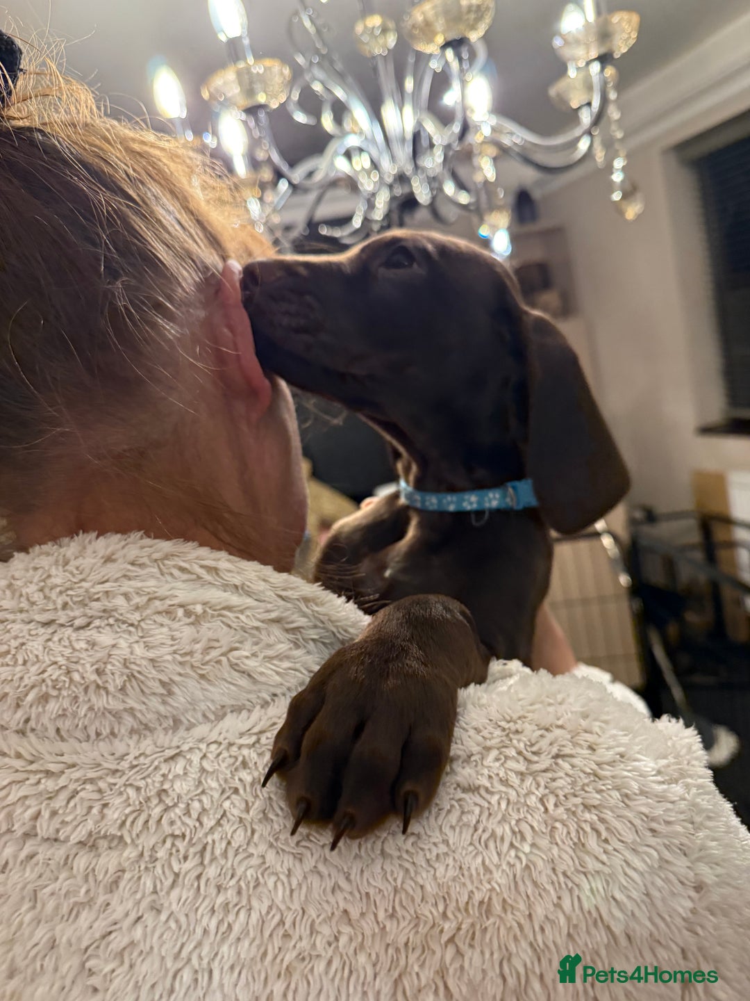 Mixed Breed dogs for sale: Well reared Quality puppies - Advert 22